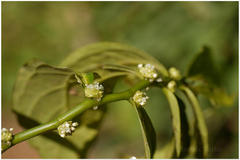 Elatostema lineolatum